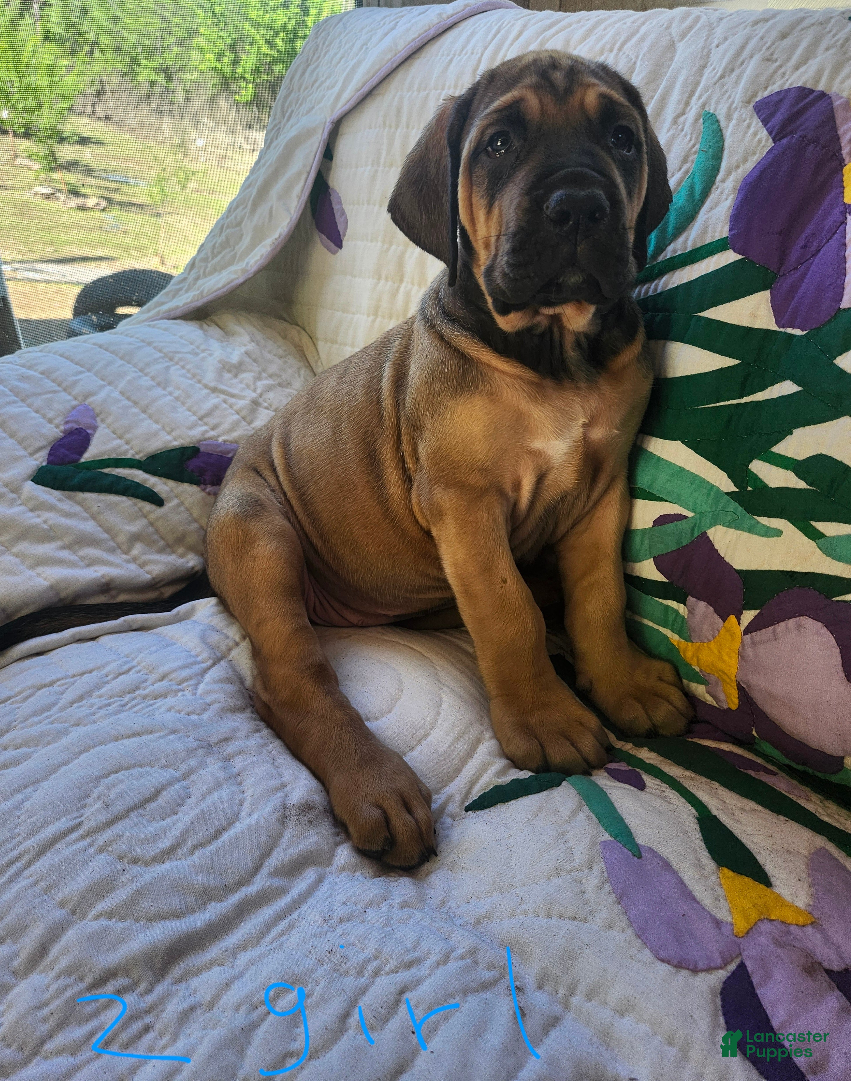 Bullmastiff dogs for sale: Bullmastiff Puppy 7 - Ad 2