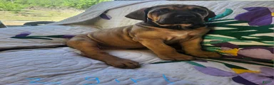 Bullmastiff Puppy 7