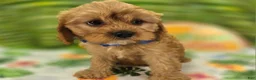 Cavapoo dogs for sale: Miles - Ad 2