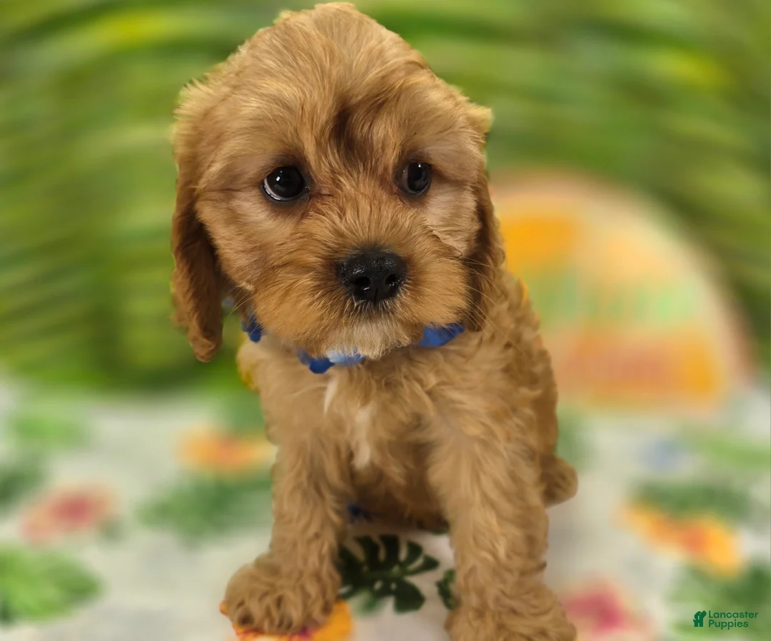 Cavapoo dogs for sale: Miles - Ad 2