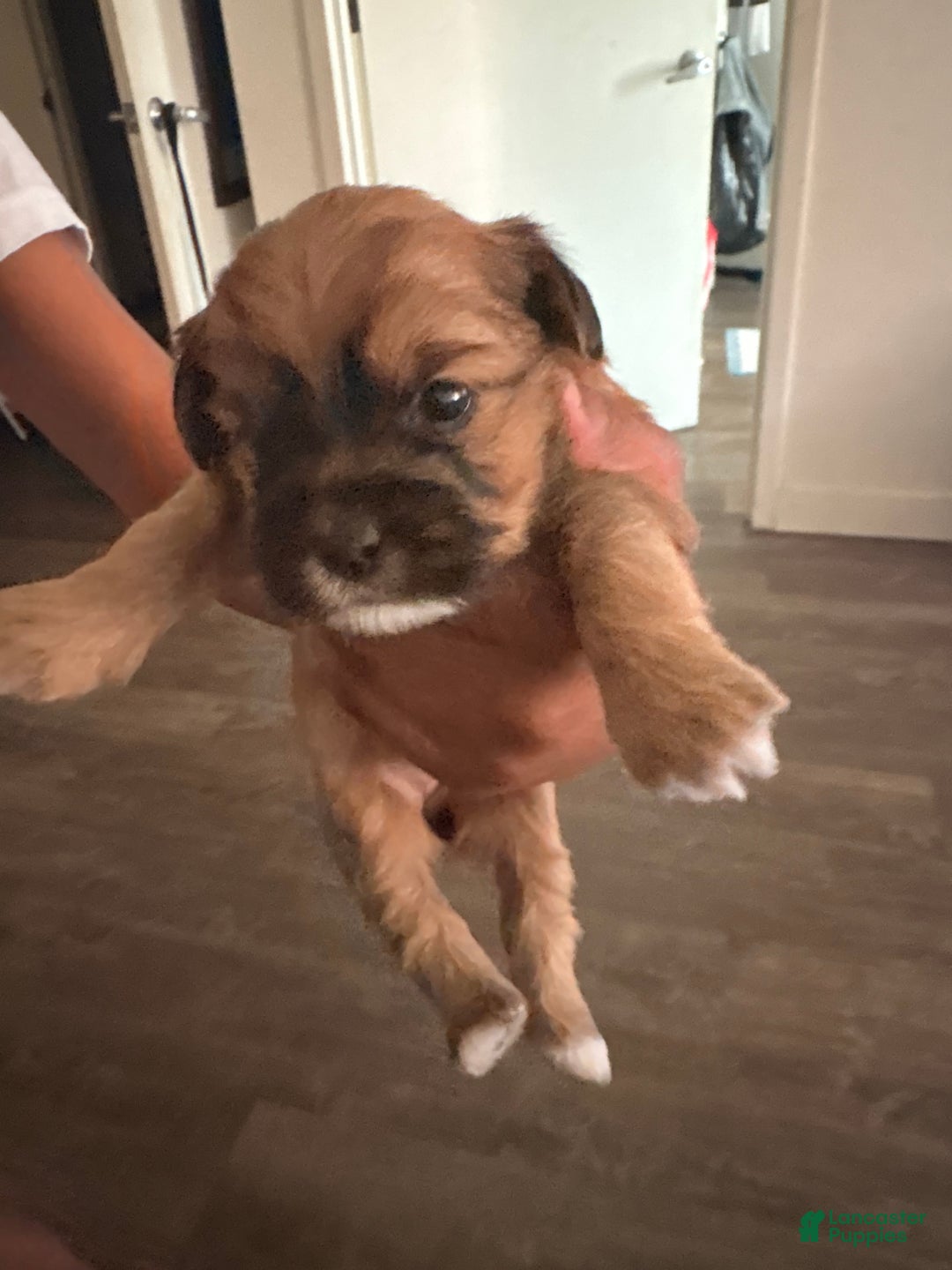 Mixed Breed dogs for sale: Baby doll  - Ad 1