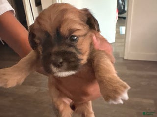 Mixed Breed dogs Baby doll - Ad 32