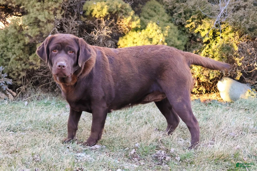 Labrador Retriever dogs for sale: Lillian - Ad 6
