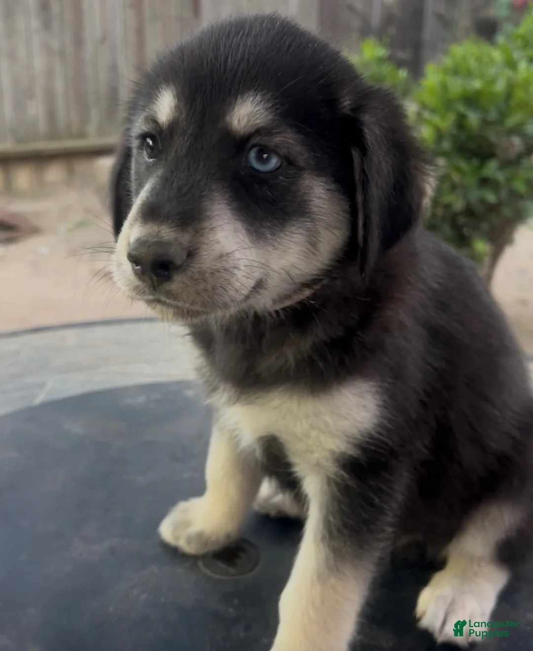 Goberian dogs for sale: Goberian Puppy 9 (White) - Ad 1