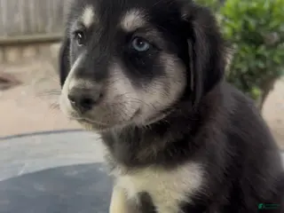 Goberian dogs Goberian Puppy 9 (White) - Ad 19