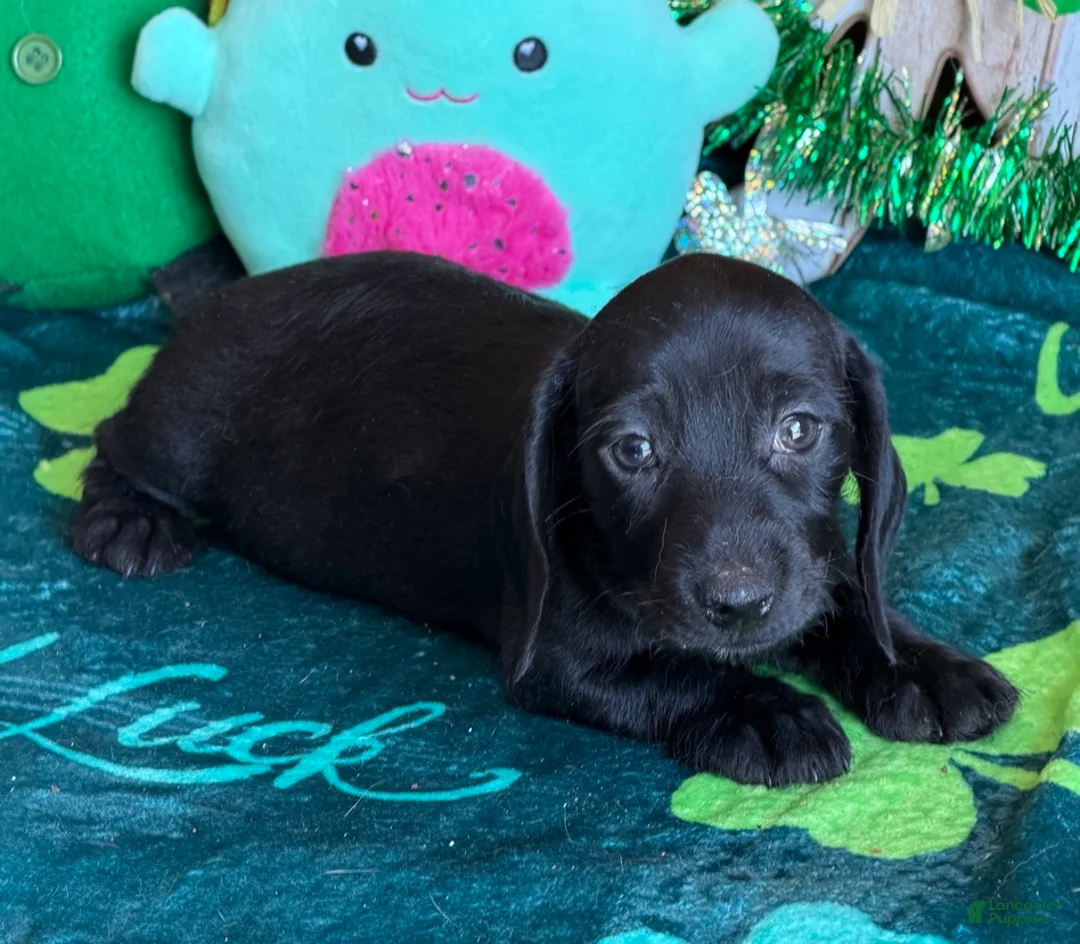 Dachshund dogs for sale: Missy - Ad 2