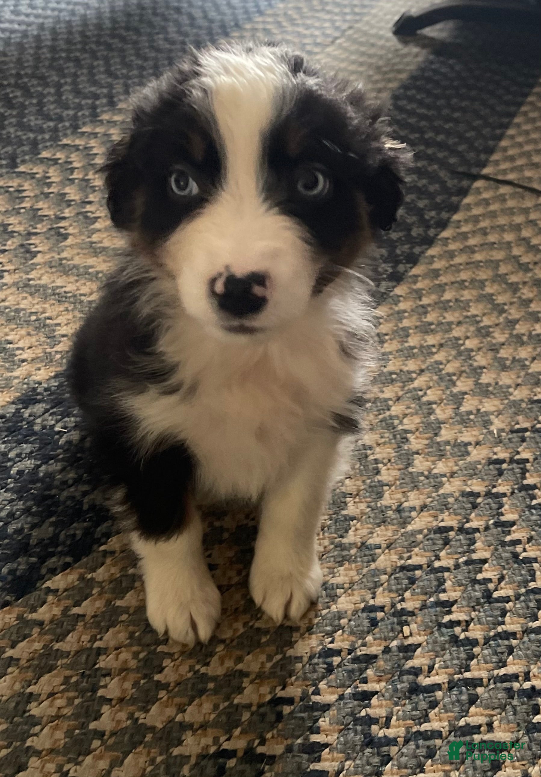 Australian Shepherd dogs Archer - Ad 2