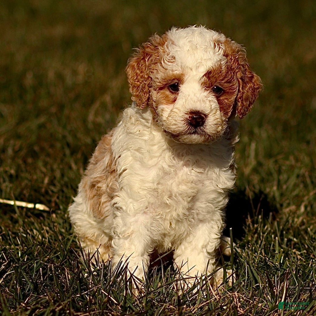 Mini Bernedoodle dogs for sale: Harley - Ad 3