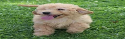 Mini Goldendoodle dogs for sale: Fluffy - Ad 1