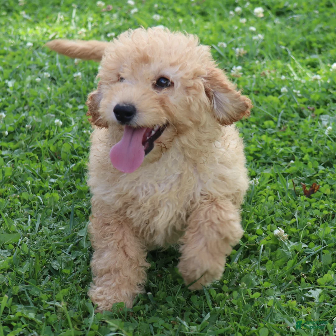 Mini Goldendoodle dogs for sale: Fluffy - Ad 1