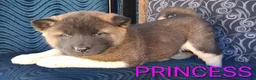 Akita dogs for sale: Princess - Ad 7