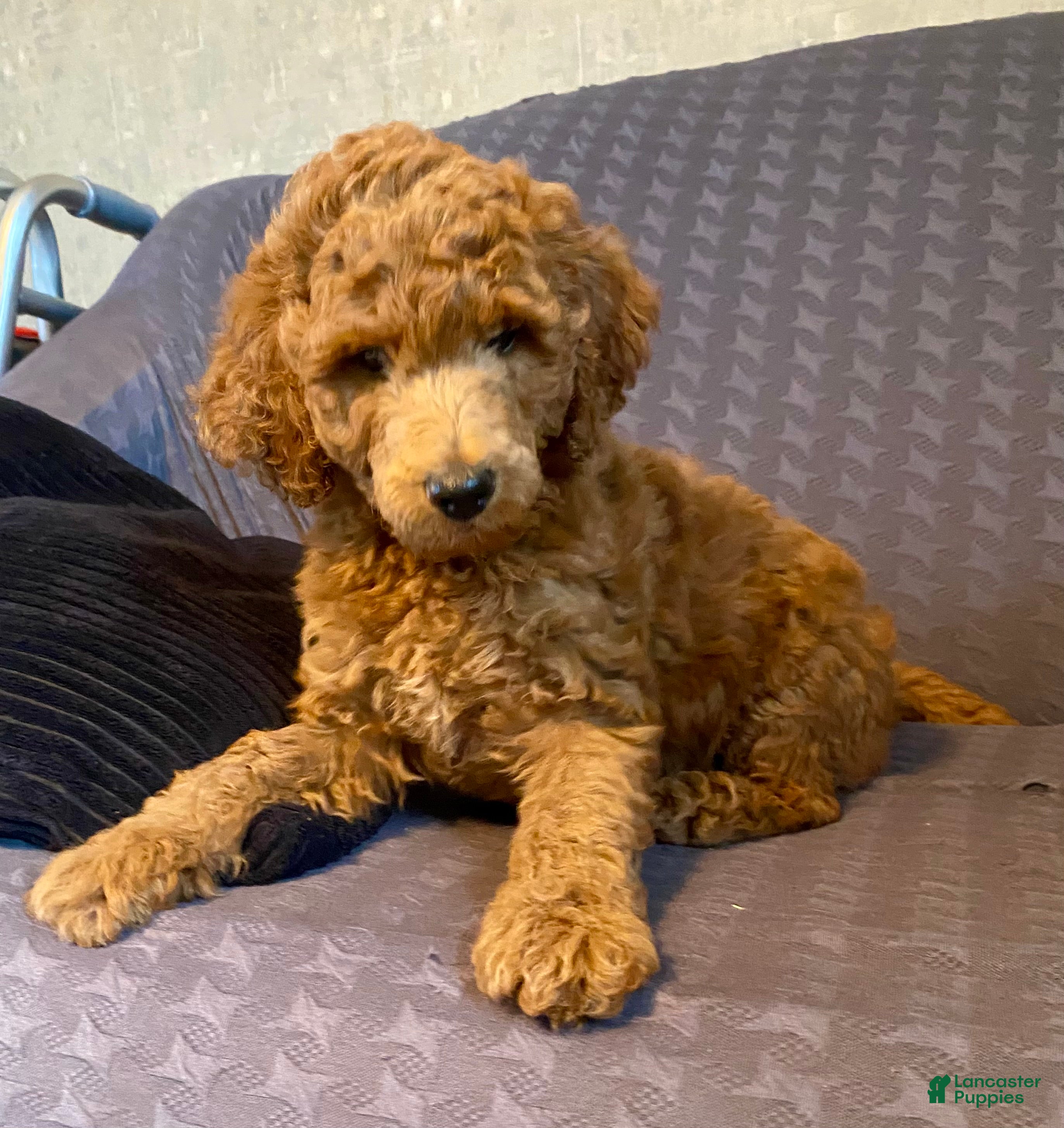 Standard Poodle dogs Standard Poodle 4 - Ad 39