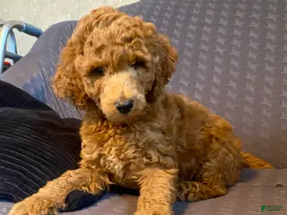 Standard Poodle dogs Standard Poodle 4 - Ad 39