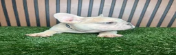 French Bulldog dogs for sale: French Bulldog 1 - Ad 4