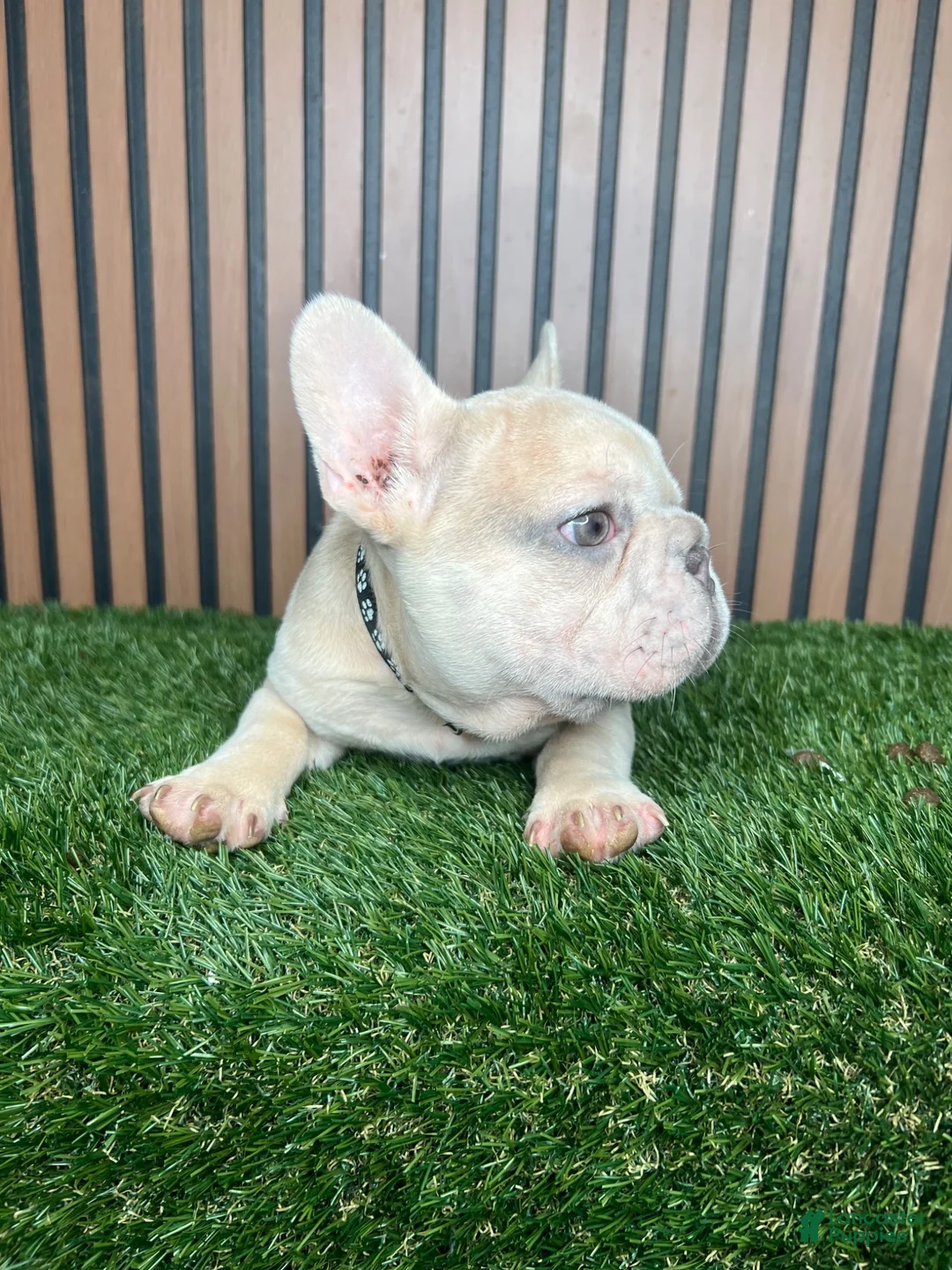 French Bulldog dogs for sale: French Bulldog 1 - Ad 4