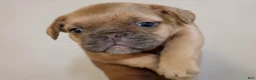 French Bulldog dogs for sale: Big boy - Ad 10