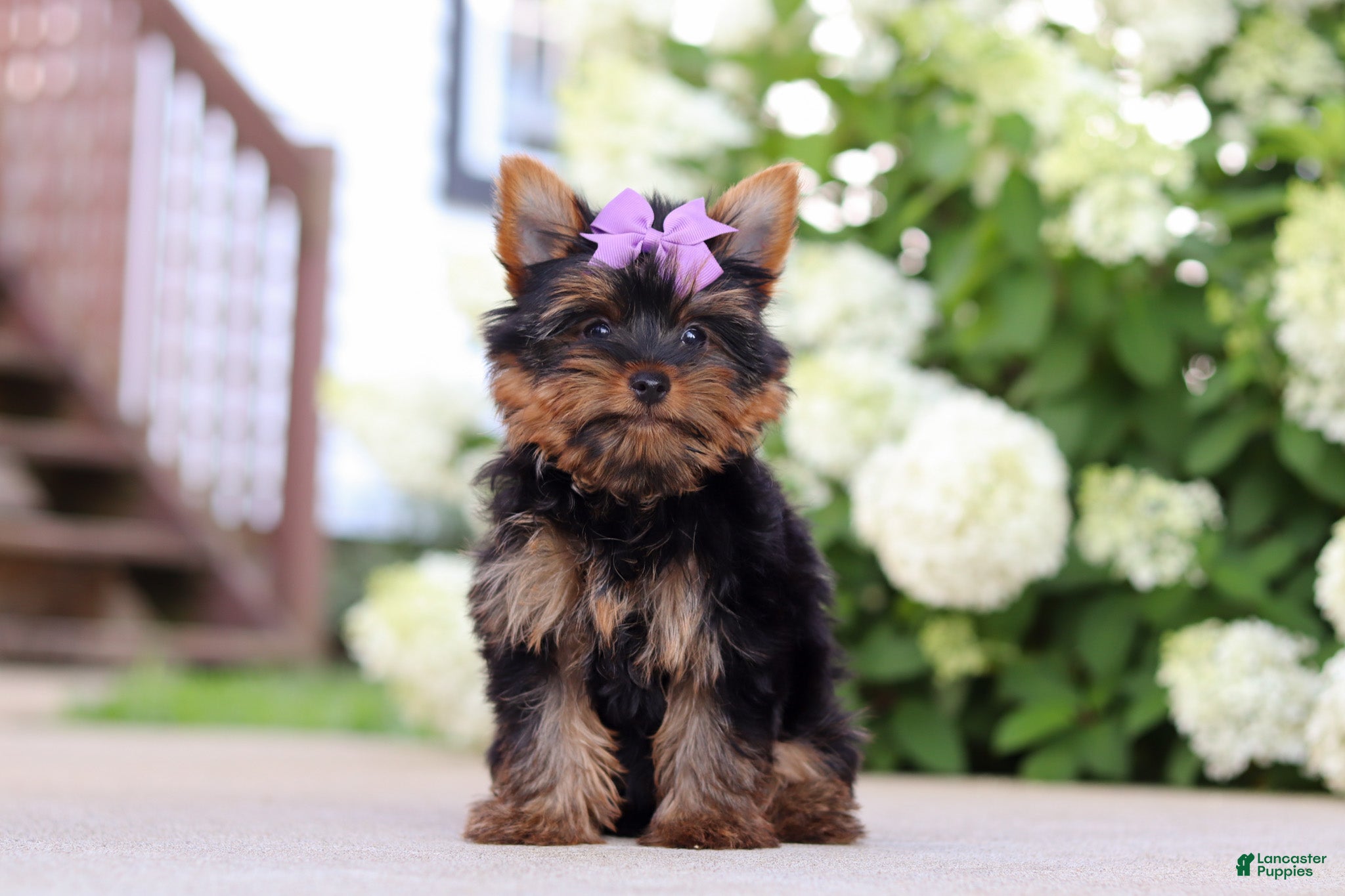 Yorkshire Terrier dogs Lola - Ad 1