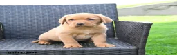 Labrador Retriever dogs for sale: Elsen - Ad 5