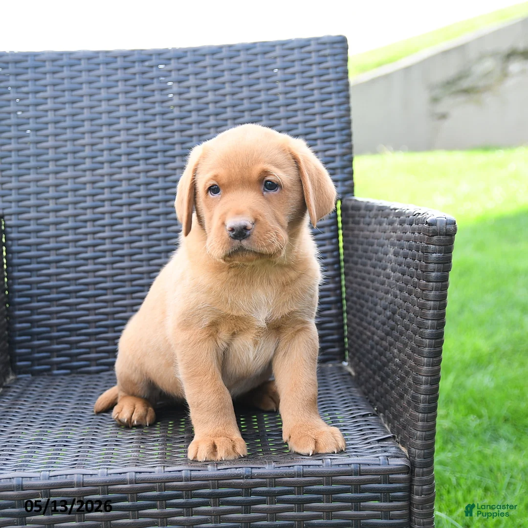 Labrador Retriever dogs for sale: Elsen - Ad 5