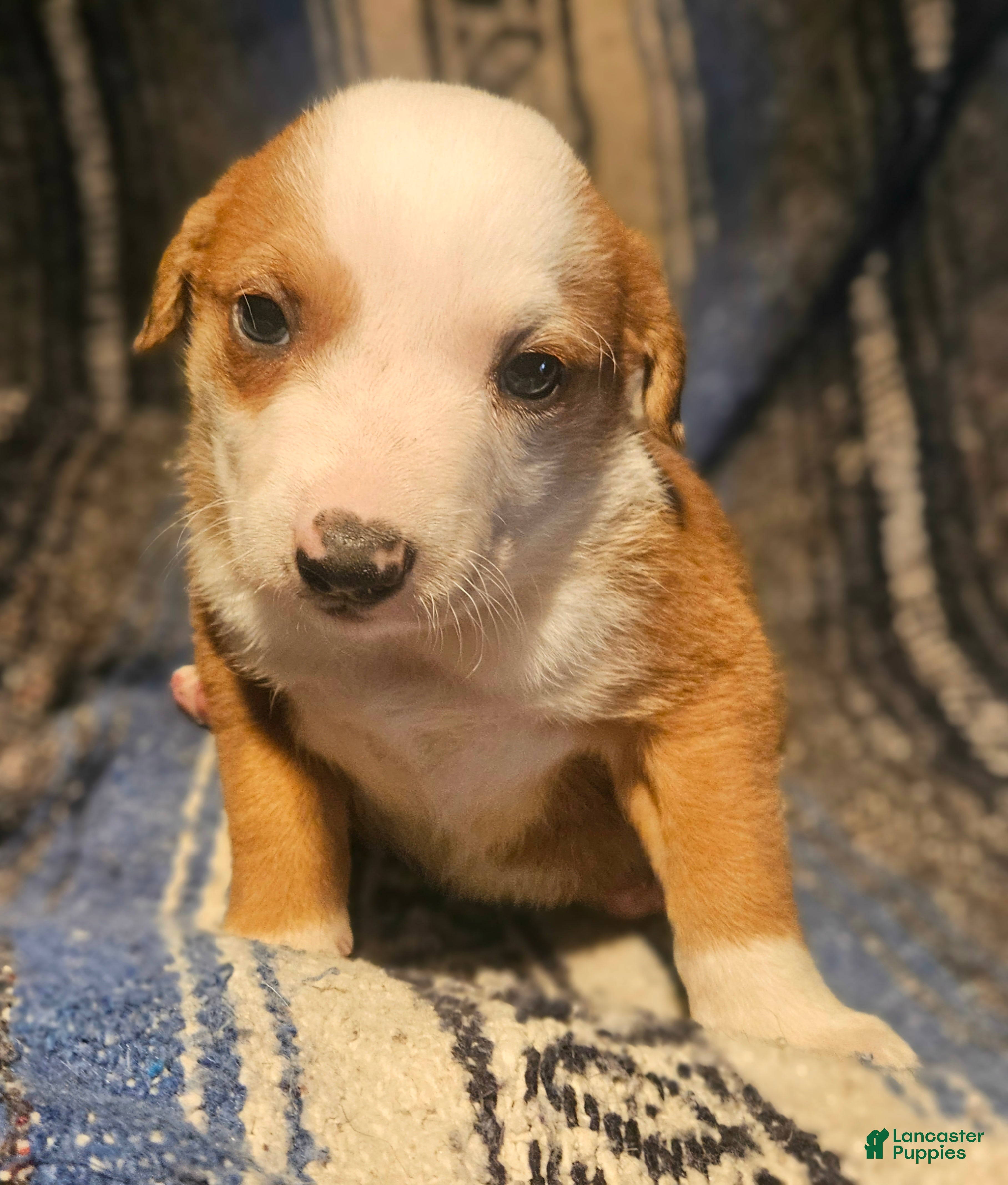 Border Collie dogs Quaker - Ad 18