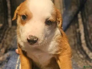 Border Collie dogs Quaker - Ad 18