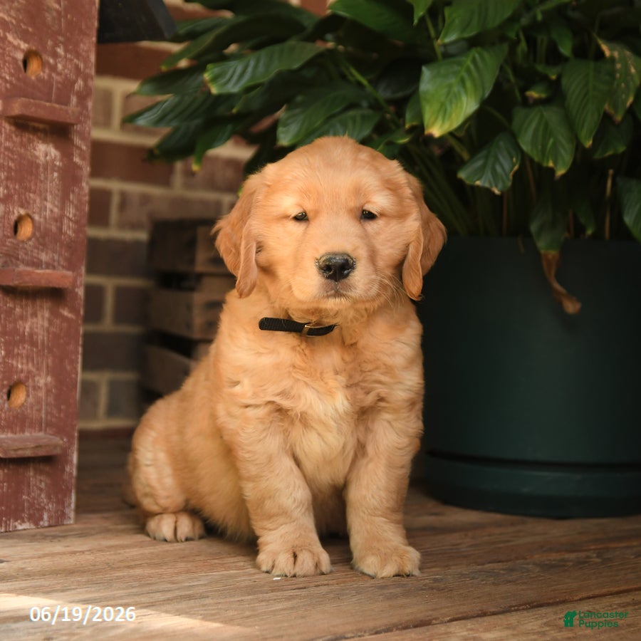 Golden Retriever dogs Cleo - Ad 1