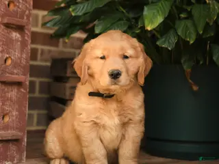 Golden Retriever dogs for sale: Cleo - Ad 3