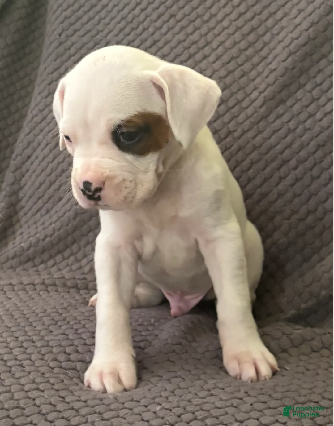 Boxer dogs for sale: Reserved...Max - Ad 2