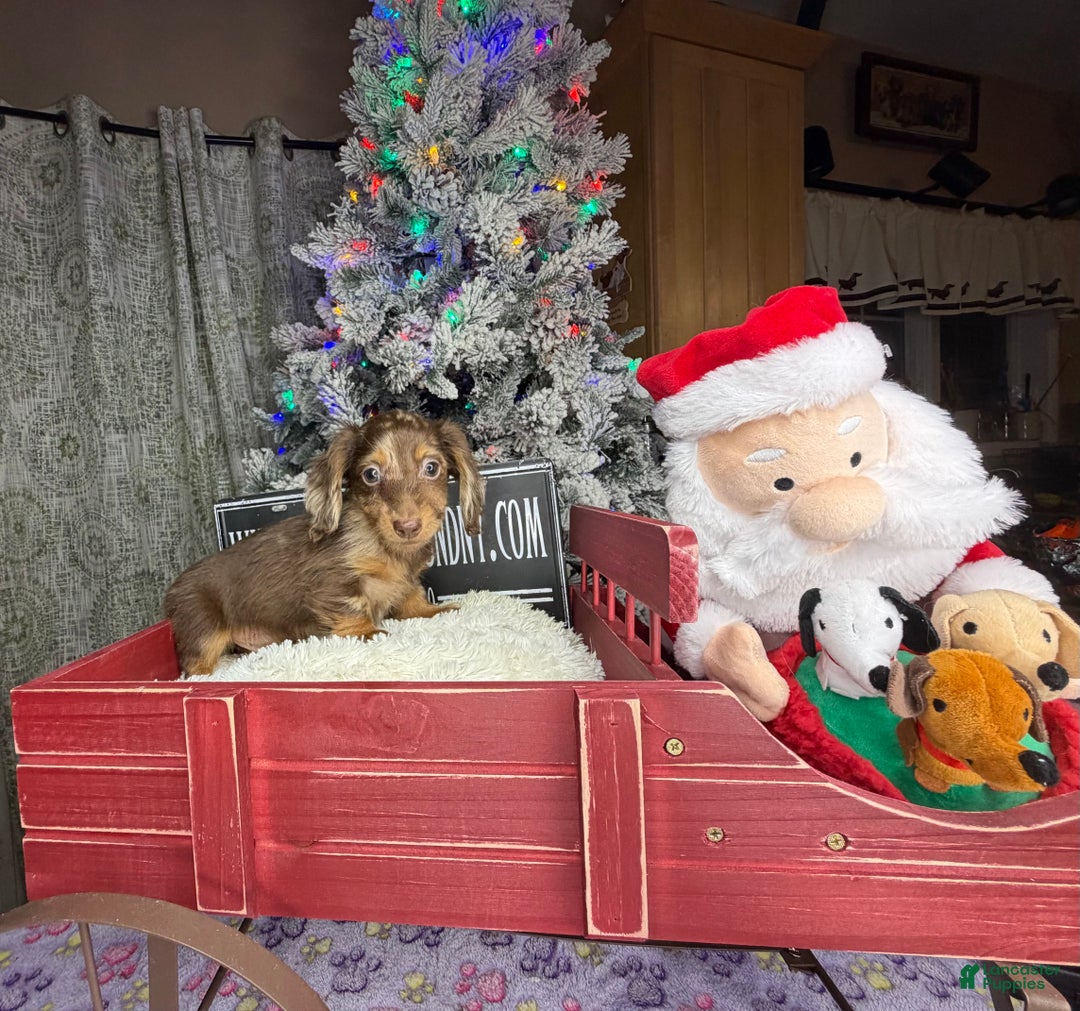 Miniature Dachshund dogs for sale: Pra clear AKC CH BRED RUSSIAN DAPPLE - Ad 2