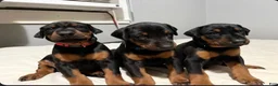 Doberman Pinscher dogs for sale: Pink Collar Dobie - Ad 5