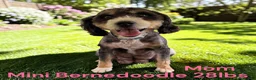 Mini Bernedoodle dogs for sale: Mini Bernedoodle 2 - Ad 3