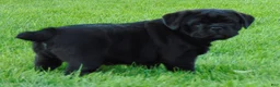 Mixed Breed dogs for sale: Roxy  - Ad 8