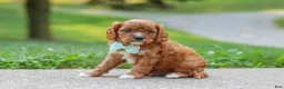 Cavapoo dogs for sale: Maverick - Ad 7