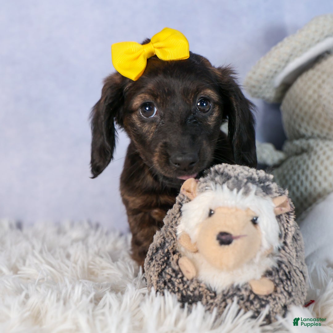 Miniature Dachshund dogs for sale: Cupcake - Ad 8