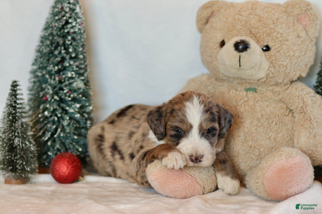 Bernedoodle dogs for sale: Alpine - Ad 9