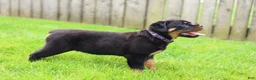 Rottweiler dogs for sale: Roxy - Ad 1