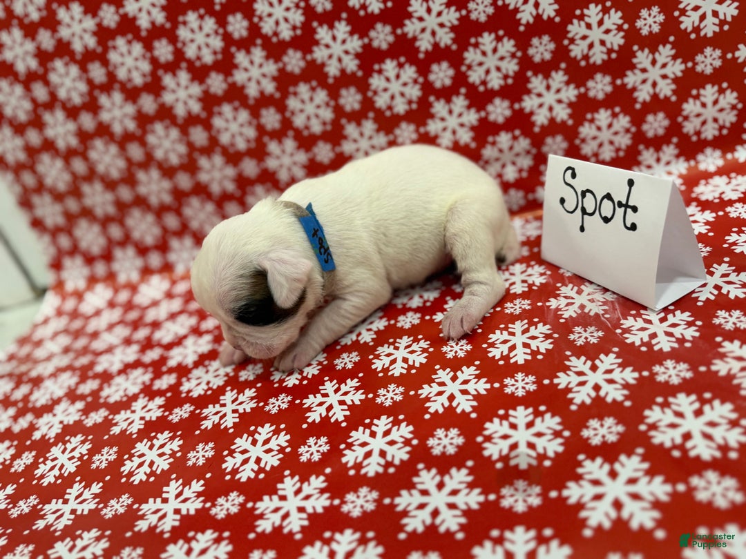 Boxer dogs for sale: Spot - Ad 1