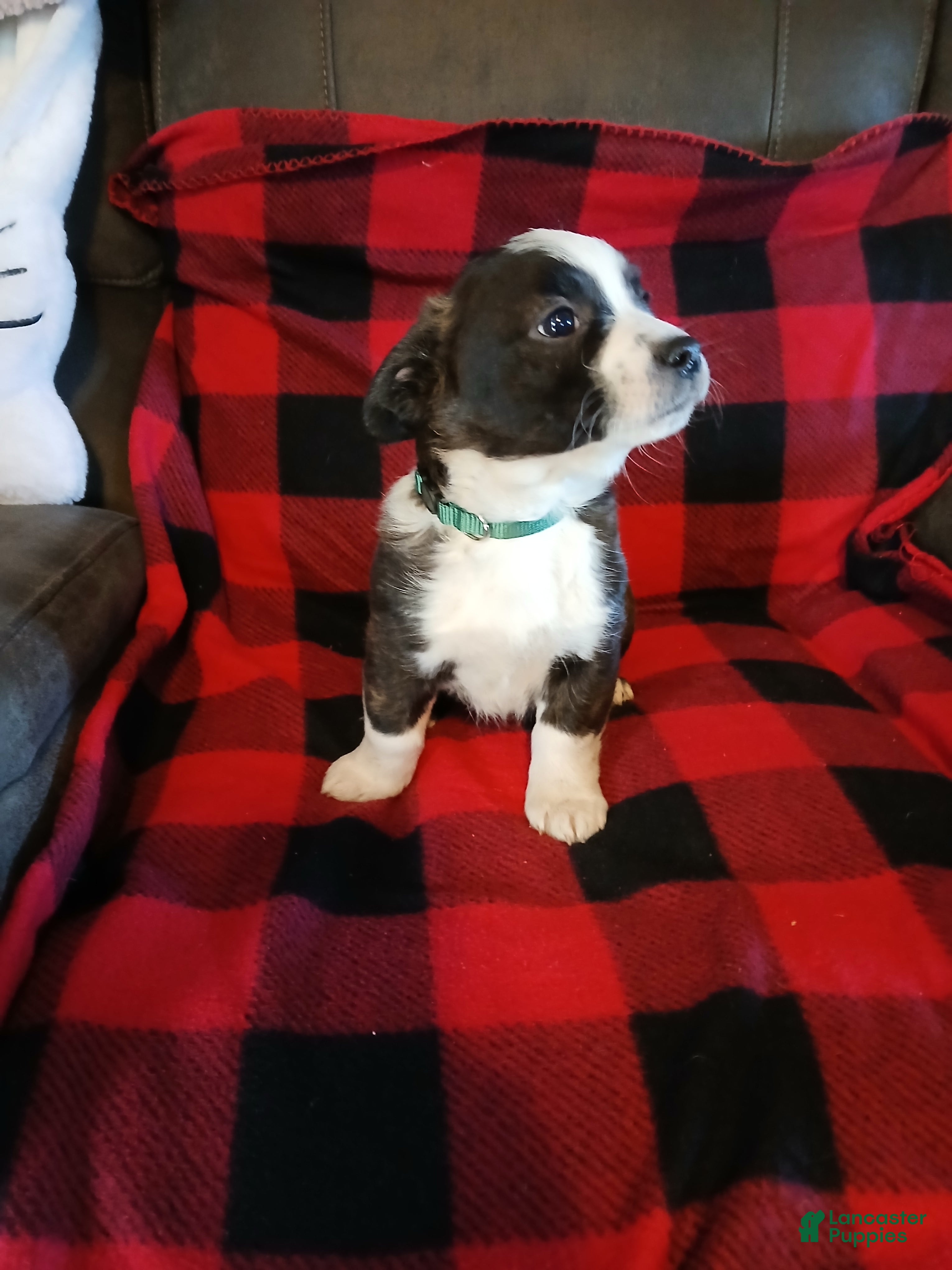 Boston Terrier dogs Boston Terrier Puppy 4 - Ad 16