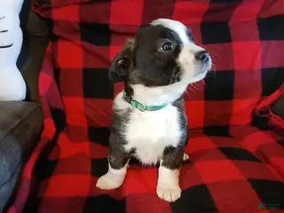 Boston Terrier dogs Boston Terrier Puppy 4 - Ad 16