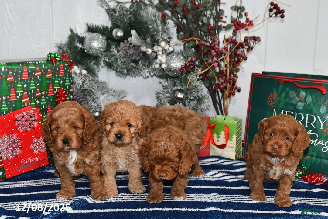 Cockapoo dogs for sale: Dakota - Ad 5