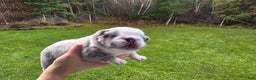 French Bulldog dogs for sale: Olaf – Lilac Big Rope French Bulldog with Panda Husky Pattern, carries pink and fluffy - Ad 7