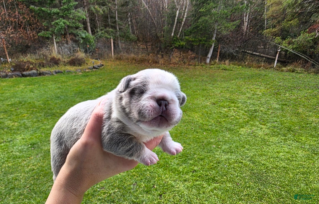 French Bulldog dogs for sale: Olaf – Lilac Big Rope French Bulldog with Panda Husky Pattern, carries pink and fluffy - Ad 7