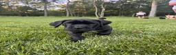 Cane Corso dogs for sale: Rosie - Ad 6
