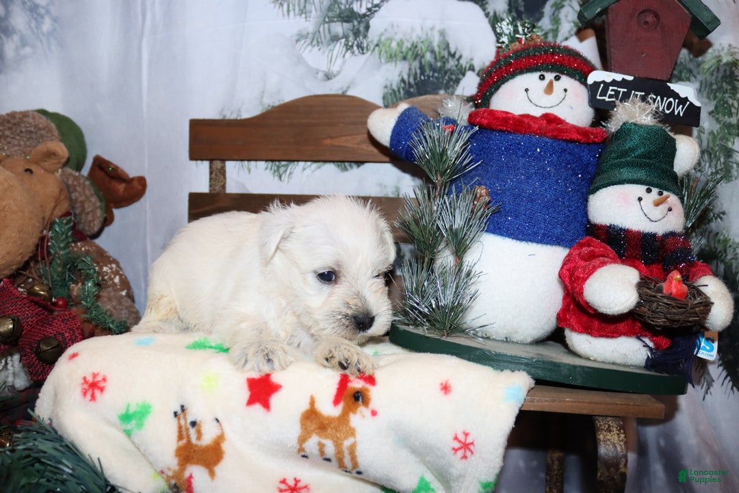 Miniature Schnauzer dogs for sale: simba - Ad 2