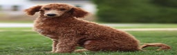Standard Poodle dogs for sale: Ronnie - Ad 2