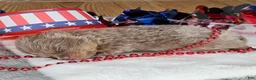 Pomeranian dogs for sale: Pepper's Smooth Criminal - "Annie" - Ad 26