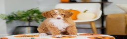 Toy Poodle dogs for sale: Wendy - Ad 2