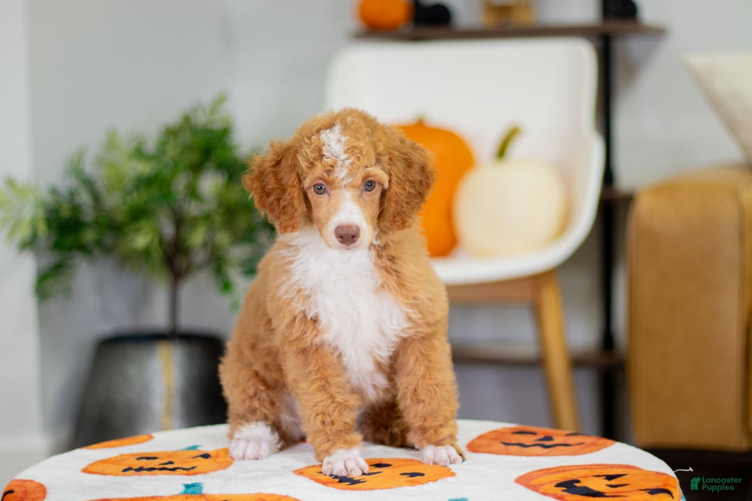 Toy Poodle dogs for sale: Wendy - Ad 2