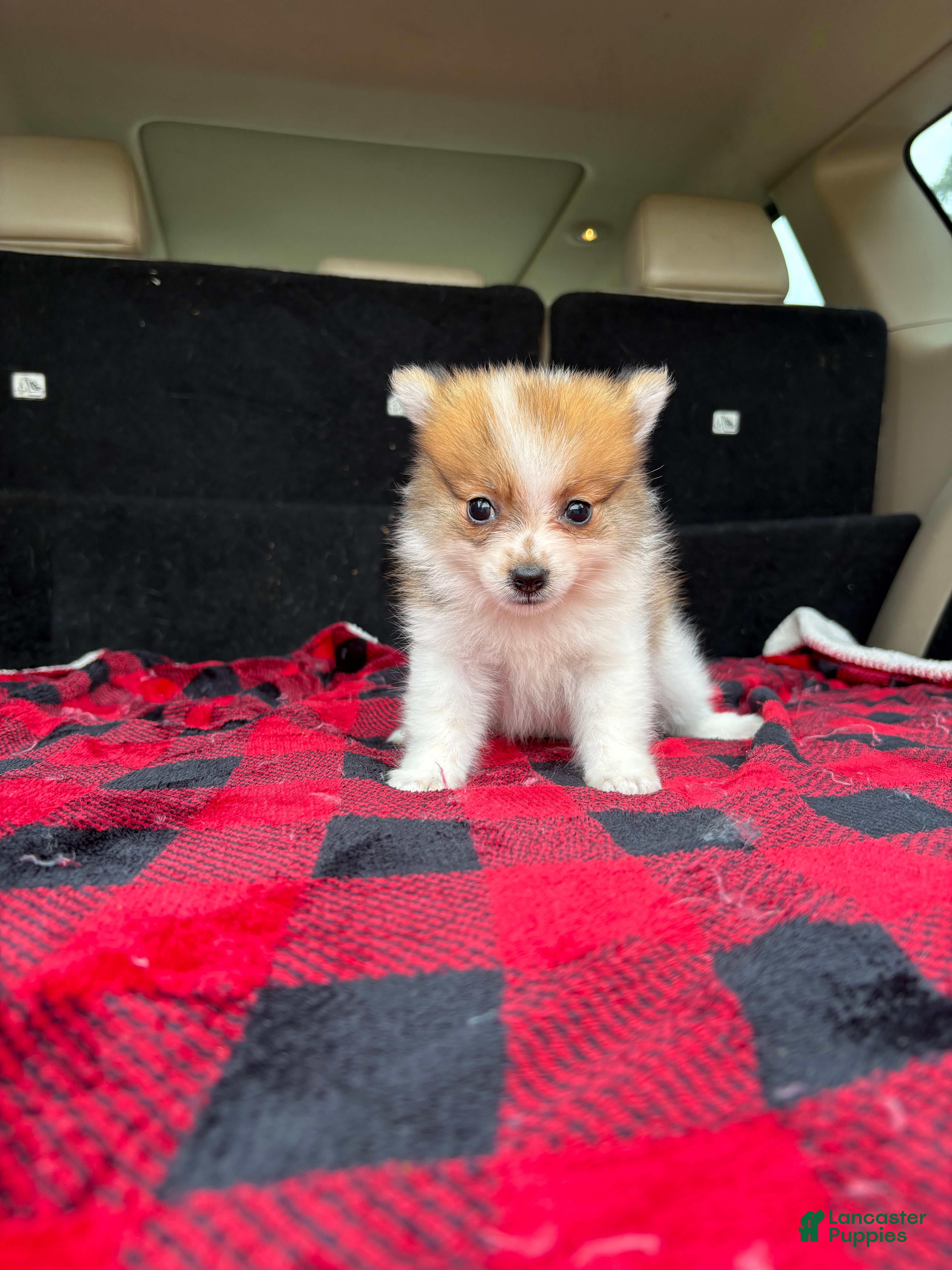 Pomeranian dogs Mikey - Ad 1