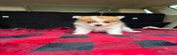Pomeranian dogs for sale: Mikey - Ad 1